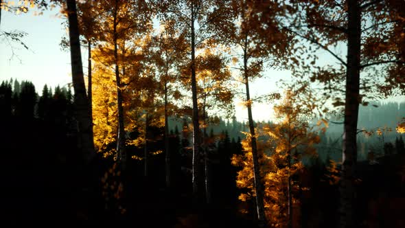 Mountain Autumn Landscape with Yellow Forest