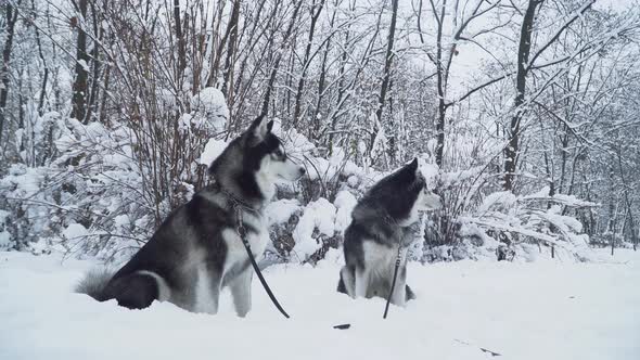 Two Beautiful Siberian Huskies Dogs on a Lashes Seat on the Snow on the Background of Winter White