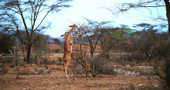 Gerenuk or Waller's Gazelle, litocranius walleri, Female standing on Hind Legs