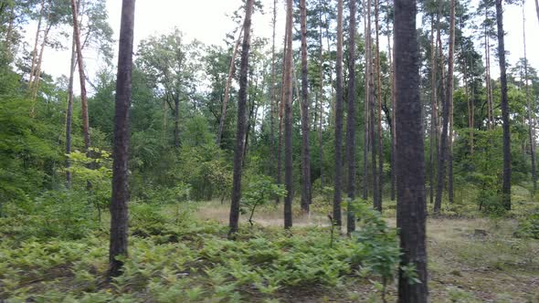 Slow Motion View of Green Forest By Day