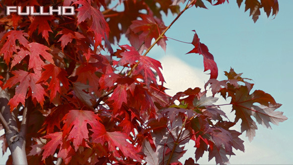Autumn Red Maple