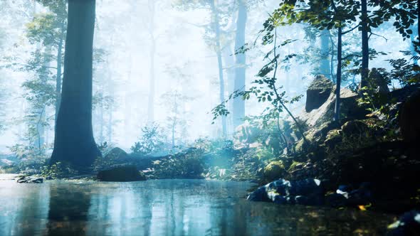 Forest with Pond and Mist with Sunrays