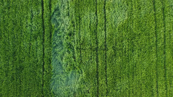 Aerial View on Green Wheat Field in Countryside