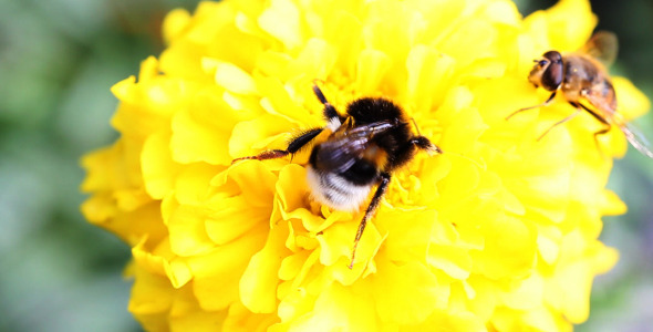 Bee On A Flower