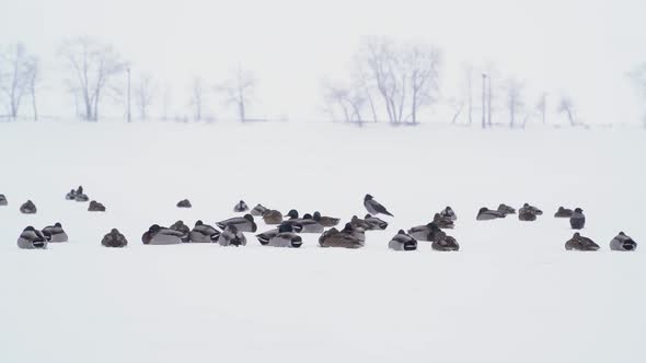 A group of wild ducks nest on a frozen river during a snowstorm in winter.