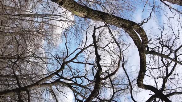 Vertical Video of the Forest with Trees Without Leaves