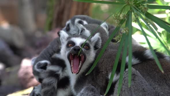 Ring-Tailed Lemurs Huddled Together