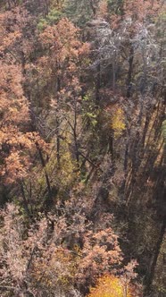 Vertical Video of a Beautiful Forest in the Afternoon Aerial View