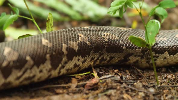 movement of a Sand Boa snake over the land as eachement in its body seen and the wonderful pattern o