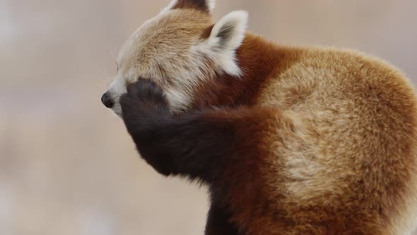 red panda scratcing its head with hind leg slow motion