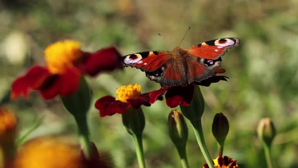 Butterfly on a Flower. Close-up.