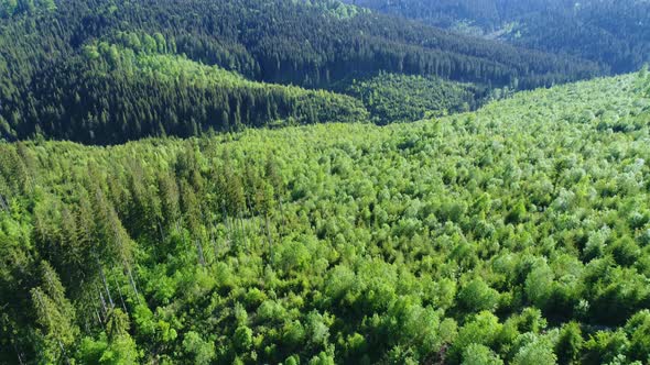 Aerial Shot of Green Forest