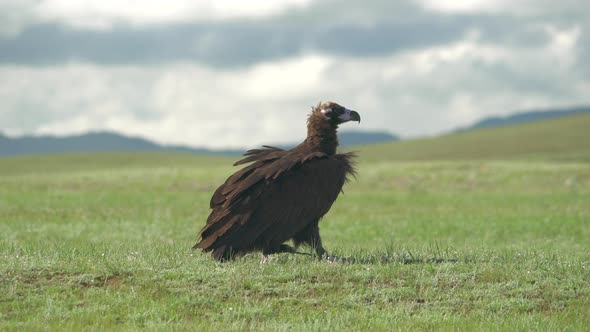 A Free Wild Cinereous Vulture in Natural Habitat of Green Plain