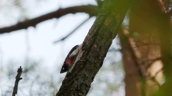 Great Spotted Woodpecker, Dendrocopos Major, Knocks on the Bark of a Tree, Extracting Edable Insects