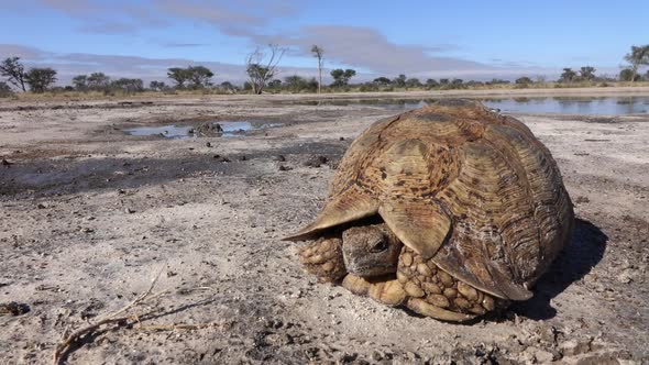 Landscape And Leopard Tortoise