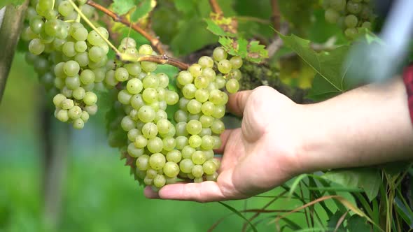 Farmer Inspecting Grapes Before Harvest