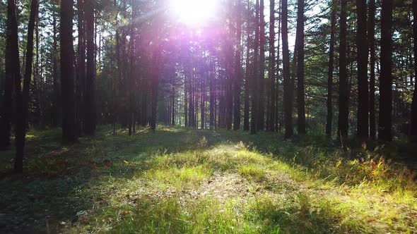 Morning In A Pine Forest