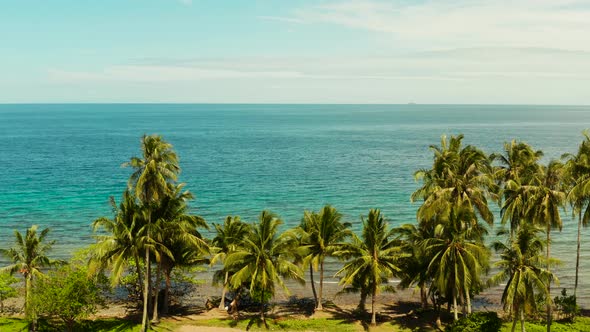 Landscape with Coconut Trees and Turquoise Lagoon