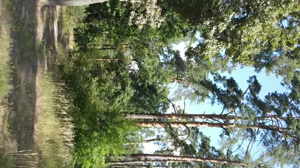 Vertical Video of a Forest with Trees