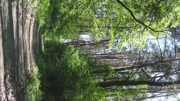 Vertical Video Aerial View Inside a Green Forest with Trees in Summer