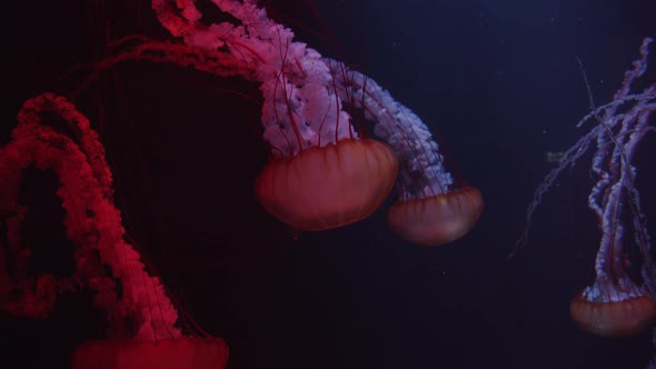 Group of Large Red Jellyfish Swimming in Dark Water with Blue and Red Light Close Up