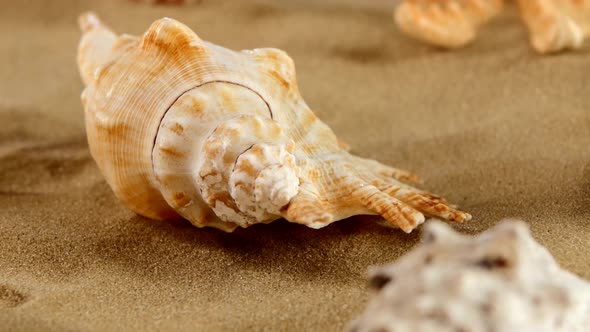 Side of Different Sea Shellsand Starfish on Beach Sand, Black, Rotation, Close Up, Macro