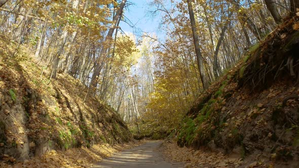 Yellow foliage in the autumn forest