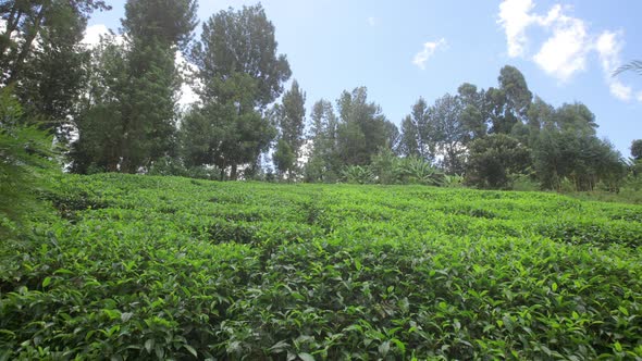 Growing Tea on Mountain Plantations in Africa