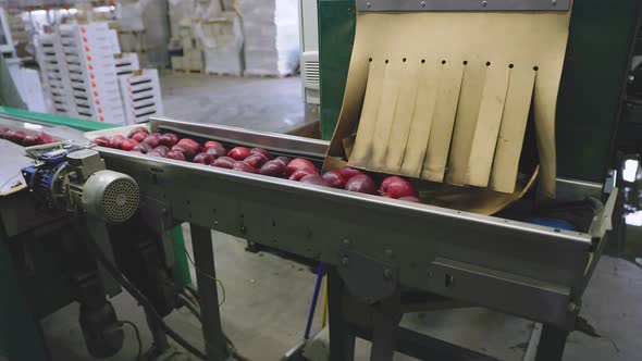 Automatic Feeding of Apples