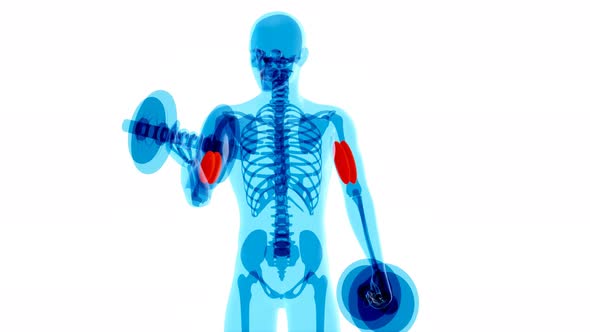 4K anatomy of a X-ray man doing Biceps Curls