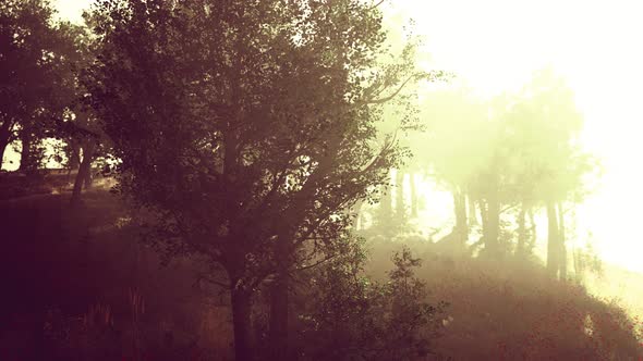 Sun is Shining Through the Trees in a Young Forest Timelapse