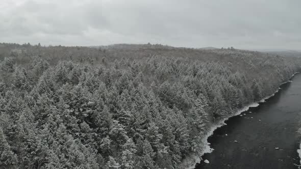 Coniferous forest along Piscataquis river. Maine. USA. Aerial