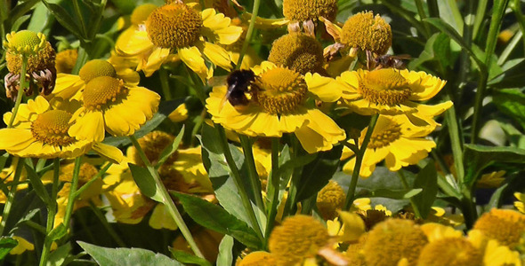 Bumblebee On Yellow Daisies