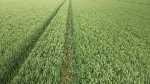 medium aerial push in over green wheat crop fields on rural agricultural land