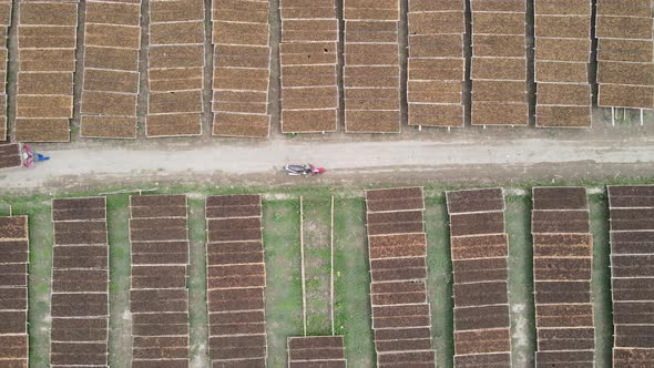 Aerial view of traditional drying tobacco leaves under the sun in Indonesia.