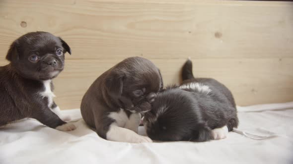 SLOW MOTION - 3 week old Japanese Chin, Chihuahua mix puppies