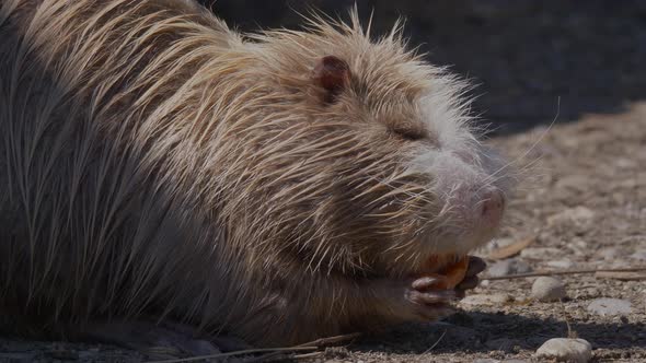 Cinematic close up of wet Nutria Animal with closed eyes eating fresh carrot