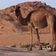 Lone Male Dromedary Camel in the Desert of Jordan - VideoHive Item for Sale