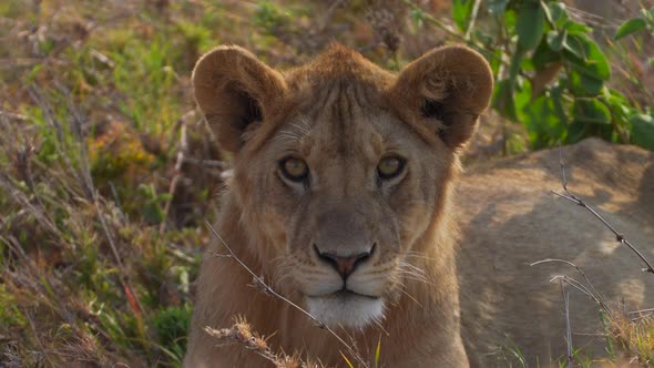 Baby male lion cub staring at camera. Puppy lion eyes looking at camera. Cinematic Slow motion shot.