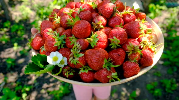 A Child Harvests Strawberries in the Garden