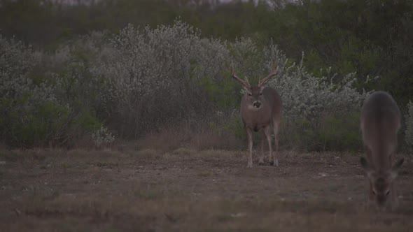 whitetail deer in texas,