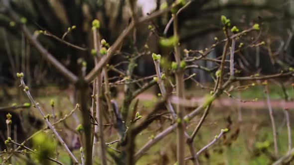 Lilac buds in the middle of snowless winter.