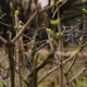Lilac buds in the middle of snowless winter. - VideoHive Item for Sale