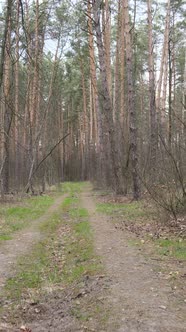 Vertical Video of a Road in the Forest Slow Motion