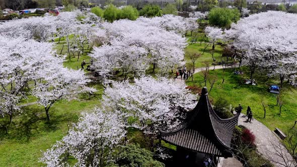 A Panoramic View of a Park Where White Cherry Blossom are Growing