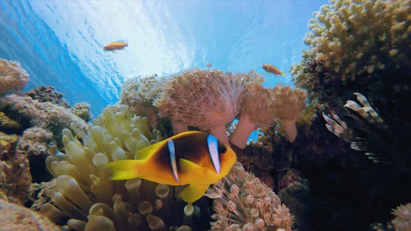 Underwater Tropical Sea Clownfish