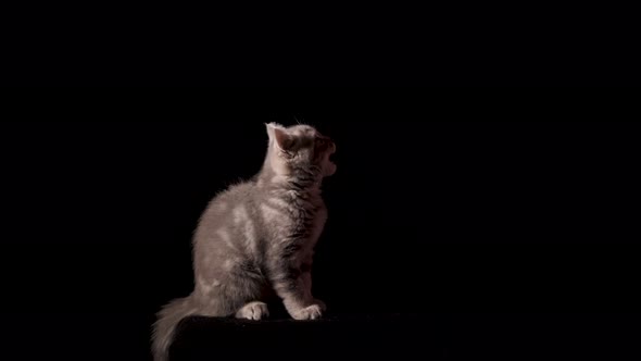 Scottish Straight Kitten Eating Treats