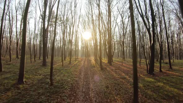 FPV Drone Flight Through an Autumn Forest at Sunset