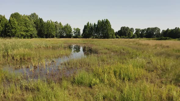 Swamp and small lake in Gonars, Friuli Venezia Giulia, Italy