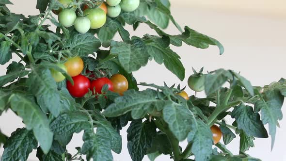 Bush Of Tomatoes In A Pot. Clusters Of Tomatoes Are Visible. Some Are Ripe, Some Are Still Green
